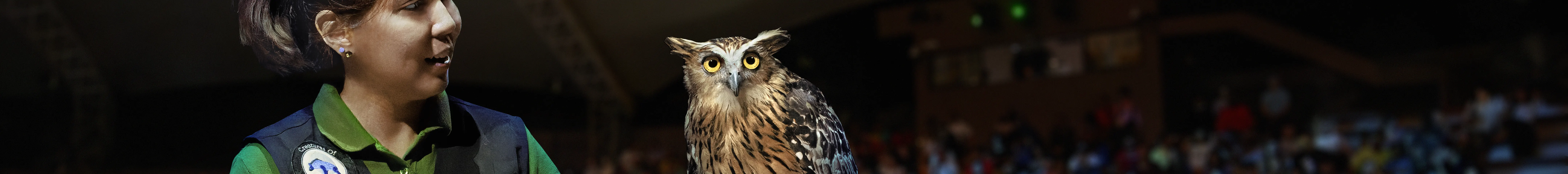 creatures of the night presentation